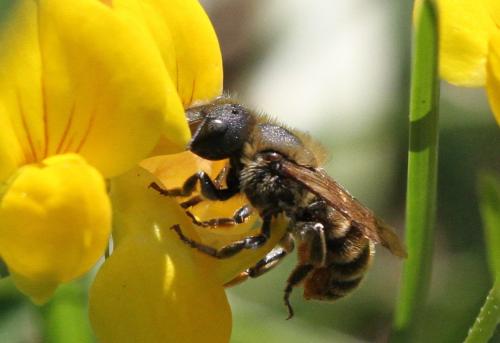 Réf. 212 505 : Osmia aurulenta
